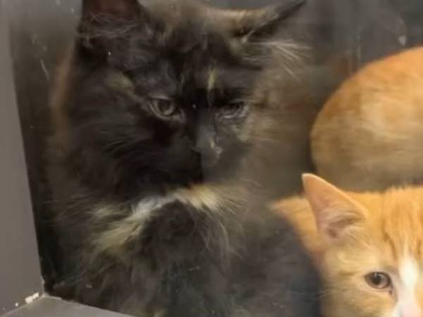 保護施設で出会った『大人しい』子猫　家に連れて帰ると…？「大笑いした！」