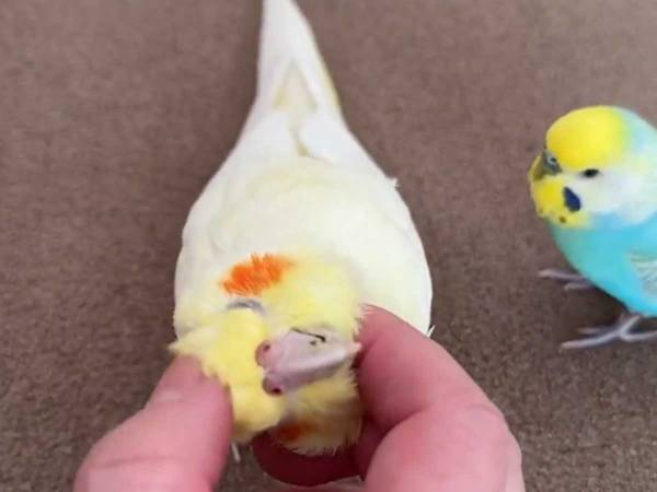 なぜかインコに噛まれる飼い主　カメラが捉えた犯人の姿に「笑った」「面白すぎる」