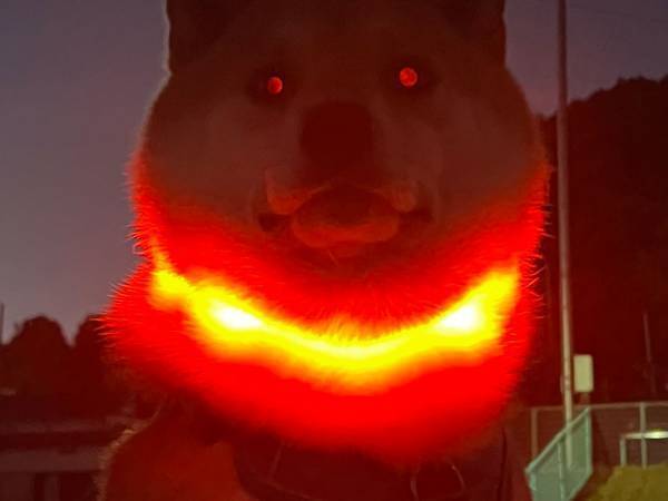 帰宅を拒否する柴犬の写真が「怖すぎる」と話題に　なぜなら…？