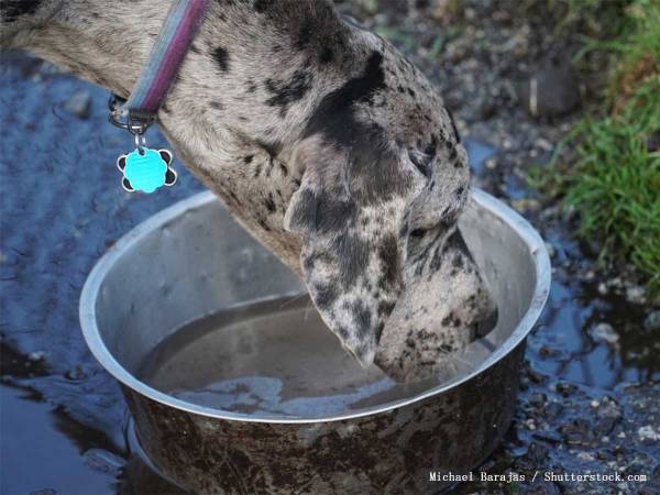 グレートデーンの飼い主の悩みとは？　一目で分かる動画がコチラ！「爆笑した」