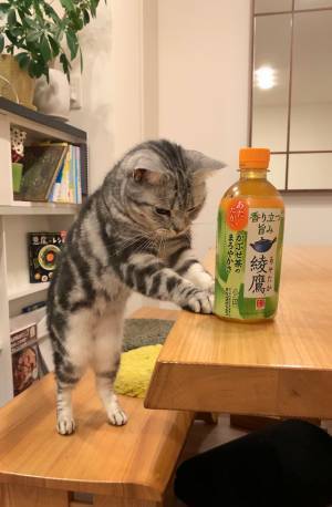 愛猫からの『温かいサービス』にキュン！　「ニャンとかわいい接客」「これが本当の猫カフェ」