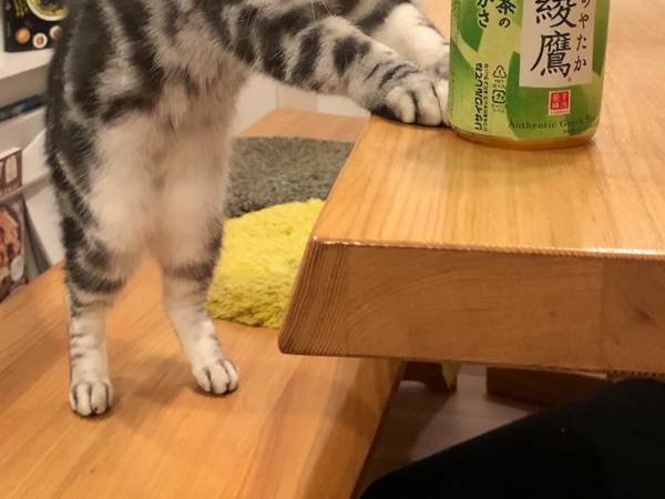 愛猫からの『温かいサービス』にキュン！　「ニャンとかわいい接客」「これが本当の猫カフェ」