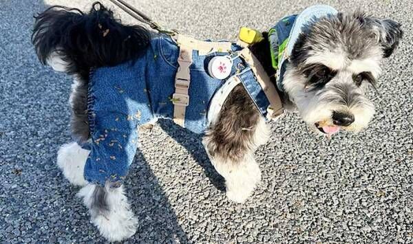 犬の写真