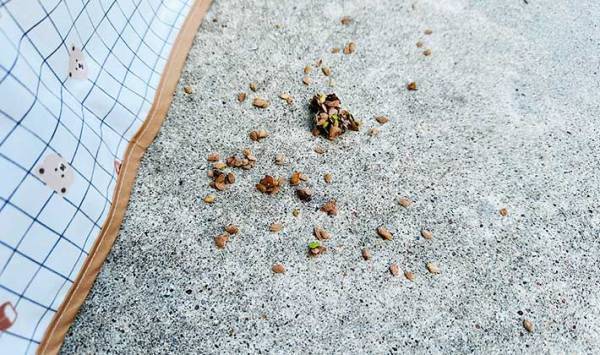 一瞬の隙をついて草むらにダイブした犬　戻ってきた姿に、飼い主「勘弁してよ…」