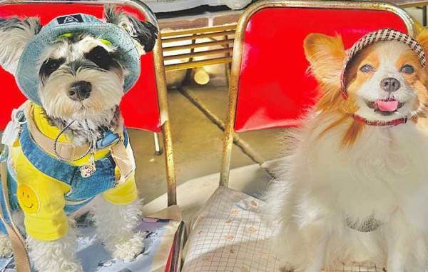 一瞬の隙をついて草むらにダイブした犬　戻ってきた姿に、飼い主「勘弁してよ…」