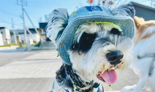 一瞬の隙をついて草むらにダイブした犬　戻ってきた姿に、飼い主「勘弁してよ…」