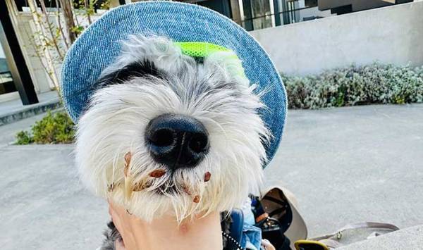 一瞬の隙をついて草むらにダイブした犬　戻ってきた姿に、飼い主「勘弁してよ…」