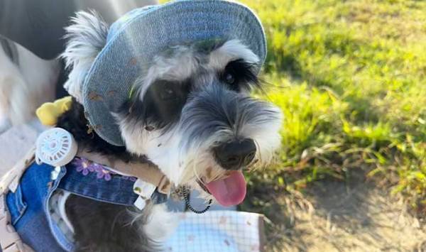 一瞬の隙をついて草むらにダイブした犬　戻ってきた姿に、飼い主「勘弁してよ…」