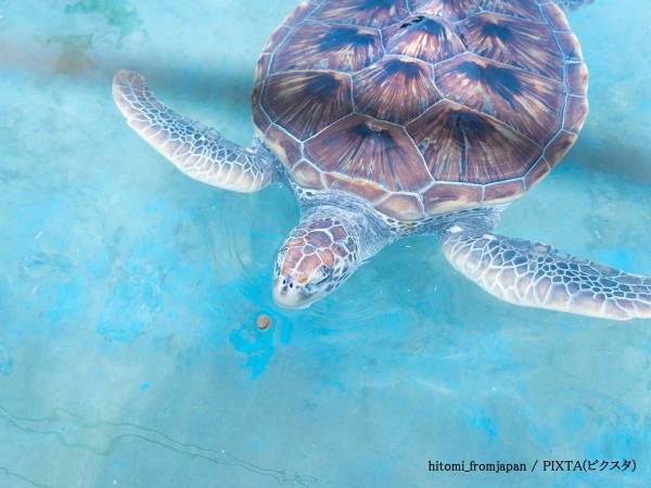 掃除中の飼育員を邪魔するウミガメ　映像に「ふふってなる」「一生見ていたい」