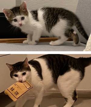 子猫のビフォーアフター　比較写真に「前髪が伸びたみたい」の声