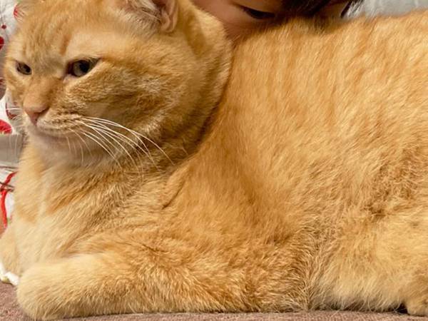 一点を見つめて座る猫　その後ろにいたのは…？