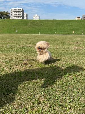「全力疾走中に雪だるまになる」　愛犬の疾走姿に「２頭身じゃん！」「なんの生き物かと」