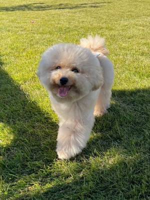 「全力疾走中に雪だるまになる」　愛犬の疾走姿に「２頭身じゃん！」「なんの生き物かと」