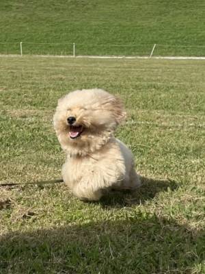 「全力疾走中に雪だるまになる」　愛犬の疾走姿に「２頭身じゃん！」「なんの生き物かと」