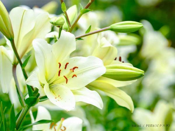 【訃報】『花ざかりの君たちへ』作者・中条比紗也さんが逝去　「素敵な作品をありがとう」