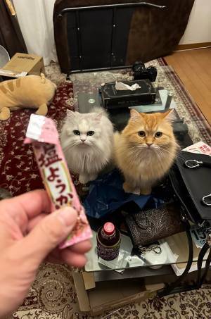 おやつを横取りされたと思って？　飼い主に熱いまなざしを送る猫たちに爆笑