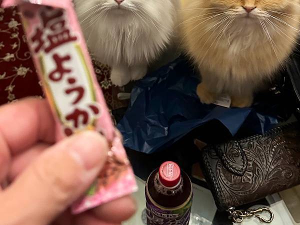 おやつを横取りされたと思って？　飼い主に熱いまなざしを送る猫たちに爆笑