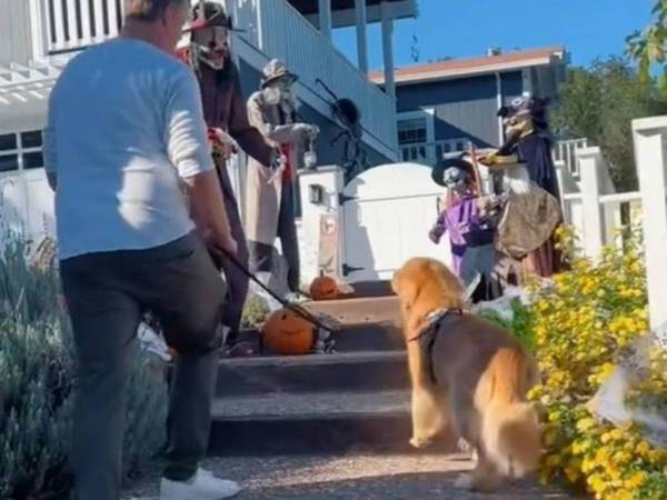 『あるもの』を見たゴールデンレトリバーの反応に同情の声「うちの犬も同じ」