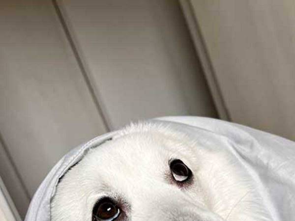 ハロウィンに向けて、お化けの練習をする犬　表情に「怖いほどかわいい」「愛おしい」