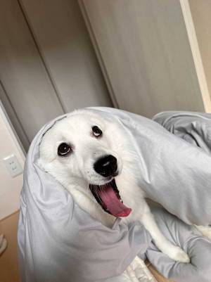 ハロウィンに向けて、お化けの練習をする犬　表情に「怖いほどかわいい」「愛おしい」