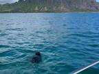 ハワイの海で泳いでいた『黒いもの』　その正体に目を疑う！「まだ小さい子だ」