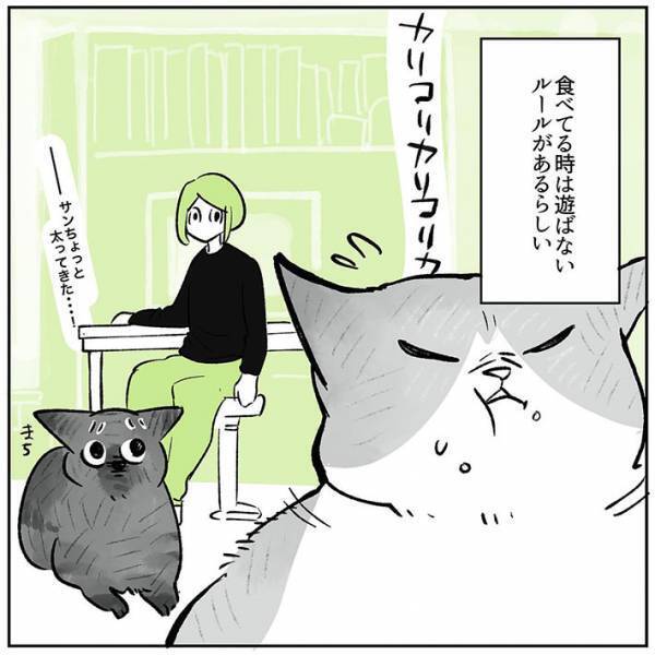 ケンカをする２匹の『暗黙のルール』　内容に「確かに」「いわれてみればそう！」