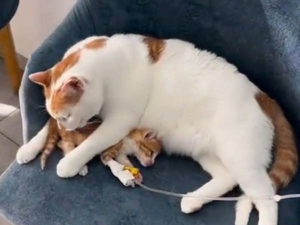 「泣いた」「優しいね」　ケガをした子猫に寄り添う猫　動画に反響が上がったワケは？