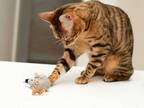 猫用おもちゃで遊ぶ猫　その『遊び方』が想像の斜め上だった「大笑いした！」