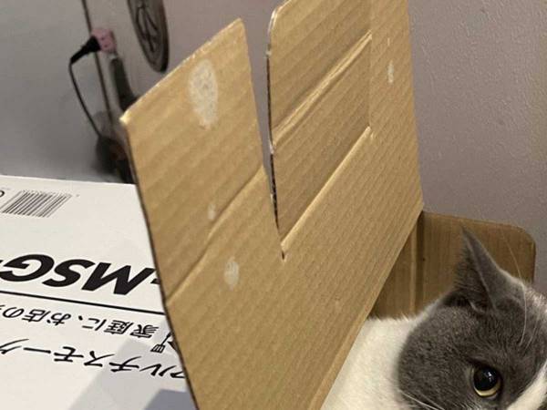 空いているかと、思いきや？ダンボール箱を持ち上げてみたら…「笑った！」