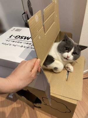 箱に猫が入っている写真