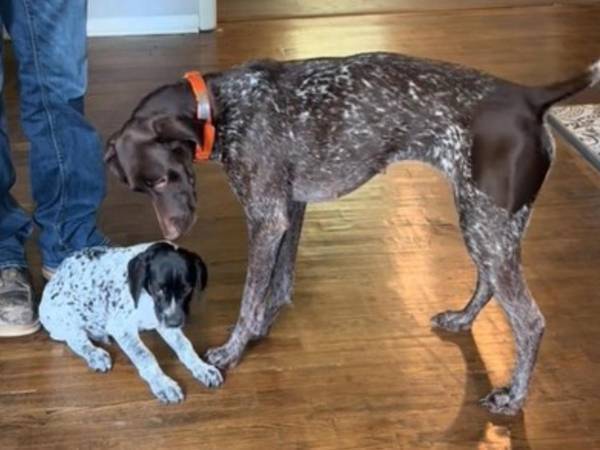 子犬と初めて会った、先住犬のリアクションが分かりやすい！「優しいお姉さんだ」