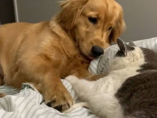 仲よしの犬と猫の動画かと思ったら？　リアルな『種を超えた友情』に吹き出す！