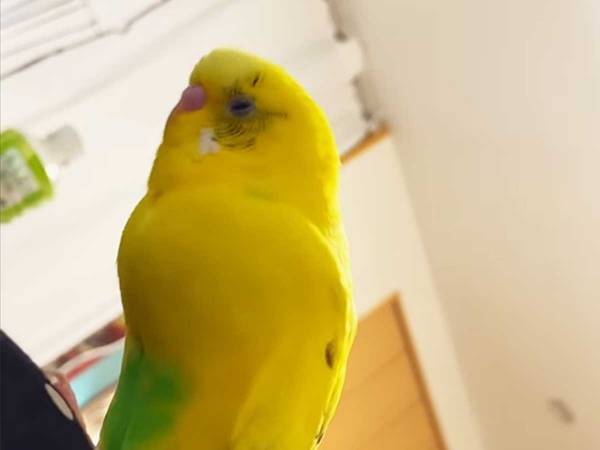飼い主「大好きだよ！」　インコが突然放った感謝のひと言に「ウケる」「流行らせたい」
