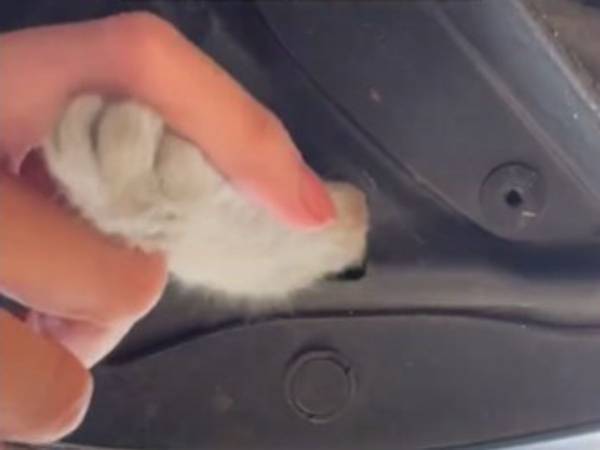 「車の中から鳴き声が聞こえる」　車体の底の小さな穴から出てきたのは…？