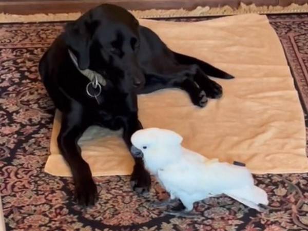 「会いたかったんだね」　同居の犬が大好きなオウム　帰宅したばかりの犬に近付くと？