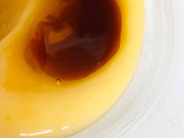 「カラメルに命宿り出して食いづれぇ」　食べかけプリンの写真に、５万人が『いいね』