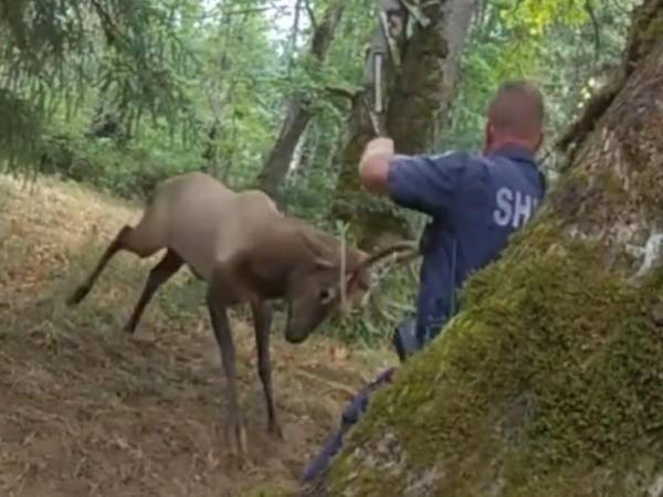 危ない！　野生動物を助けようとした警察官　『危機一髪』の瞬間がこちら
