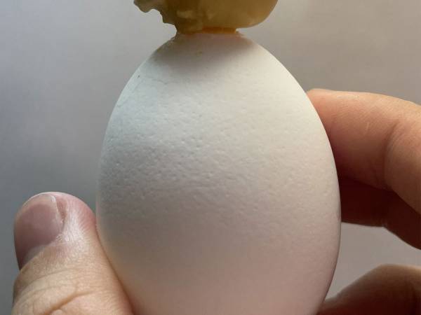 「意味の分からない失敗した」　ゆで卵の殻から飛び出たのは？