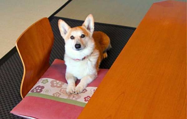 「会いに来ました」「癒される」　宿泊客の心をつかむ看板犬、その意外な過去とは？