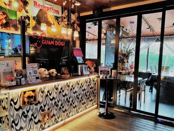 「会いに来ました」「癒される」　宿泊客の心をつかむ看板犬、その意外な過去とは？