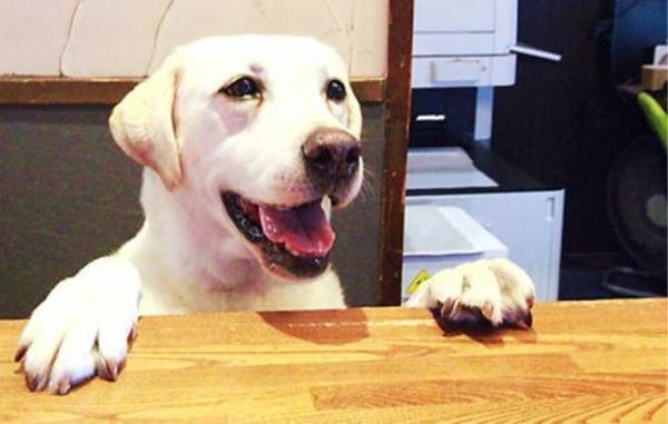 「会いに来ました」「癒される」　宿泊客の心をつかむ看板犬、その意外な過去とは？