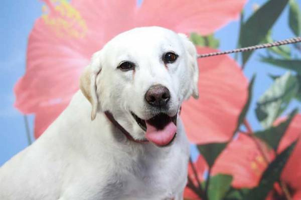 「会いに来ました」「癒される」　宿泊客の心をつかむ看板犬、その意外な過去とは？