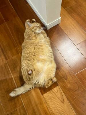 寝転がる猫　１枚の写真に１１万『いいね』が付いたワケ　「たまらない」「芸達者だなあ」