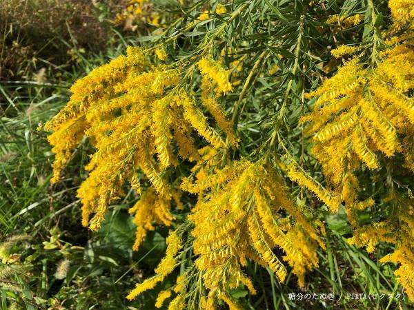 環境省が伝える秋の花粉症の原因に「知らなかった！」「スギ、ヒノキだけかと…」