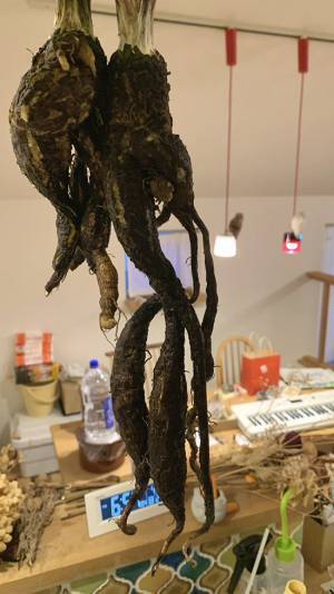 ベランダで栽培したゴボウ　まさかの方法に「その手があったか！」「膝を叩いた」