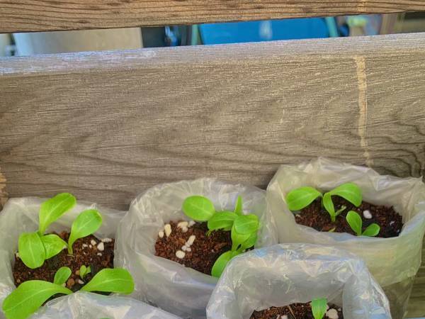 ベランダで栽培したゴボウ　まさかの方法に「その手があったか！」「膝を叩いた」