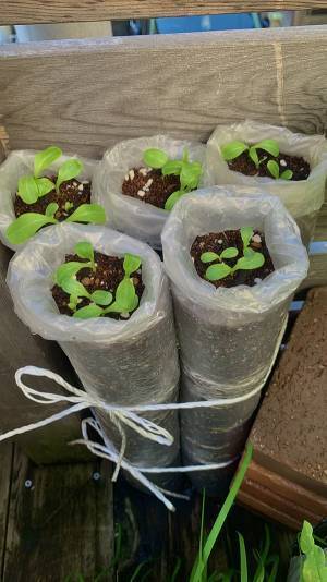 ベランダで栽培したゴボウ　まさかの方法に「その手があったか！」「膝を叩いた」