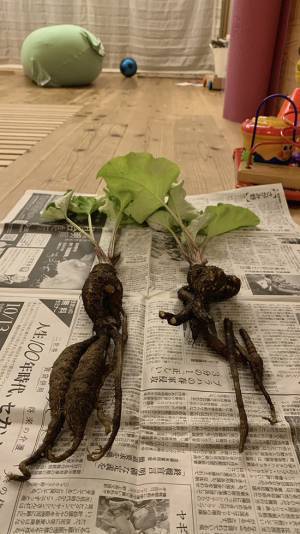 ベランダで栽培したゴボウ　まさかの方法に「その手があったか！」「膝を叩いた」