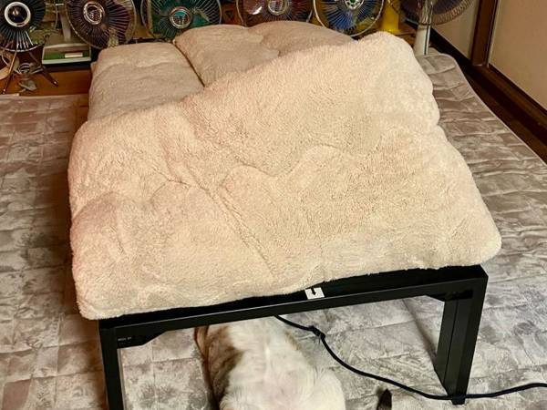 こたつの掛け布団をめくった女性　中にいた『猫の状態』にクスッ！