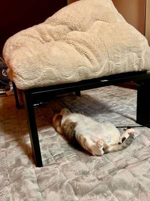 こたつの掛け布団をめくった女性　中にいた『猫の状態』にクスッ！